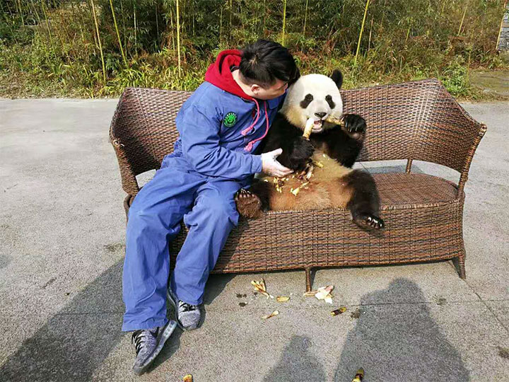 traveler with giant panda