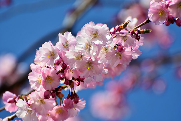 Los diez mejores lugares en China para ver cerezos en flor esta primavera