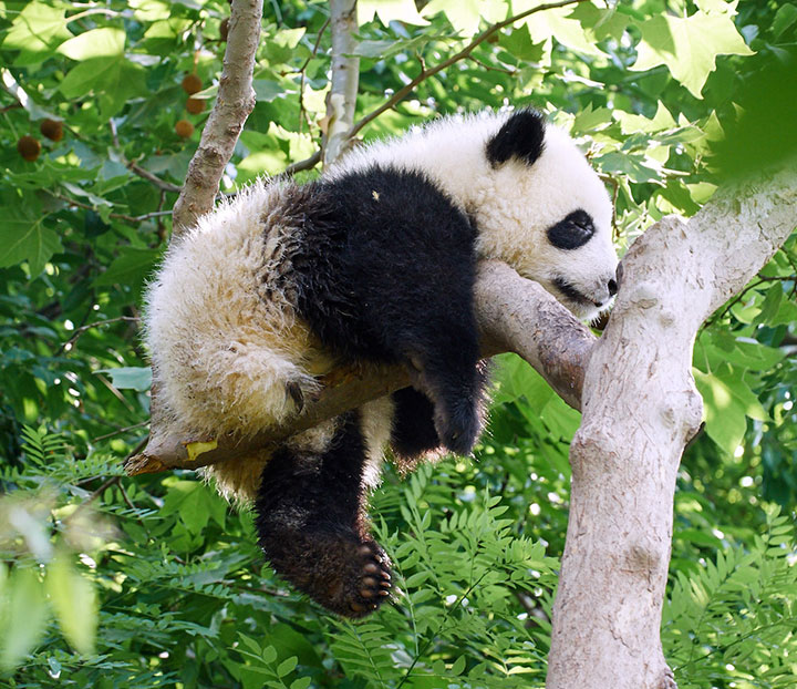 panda chengdu research base of giant panda breeding